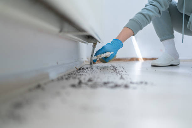 Best Spider Control Near Me  in Vaughn, WA